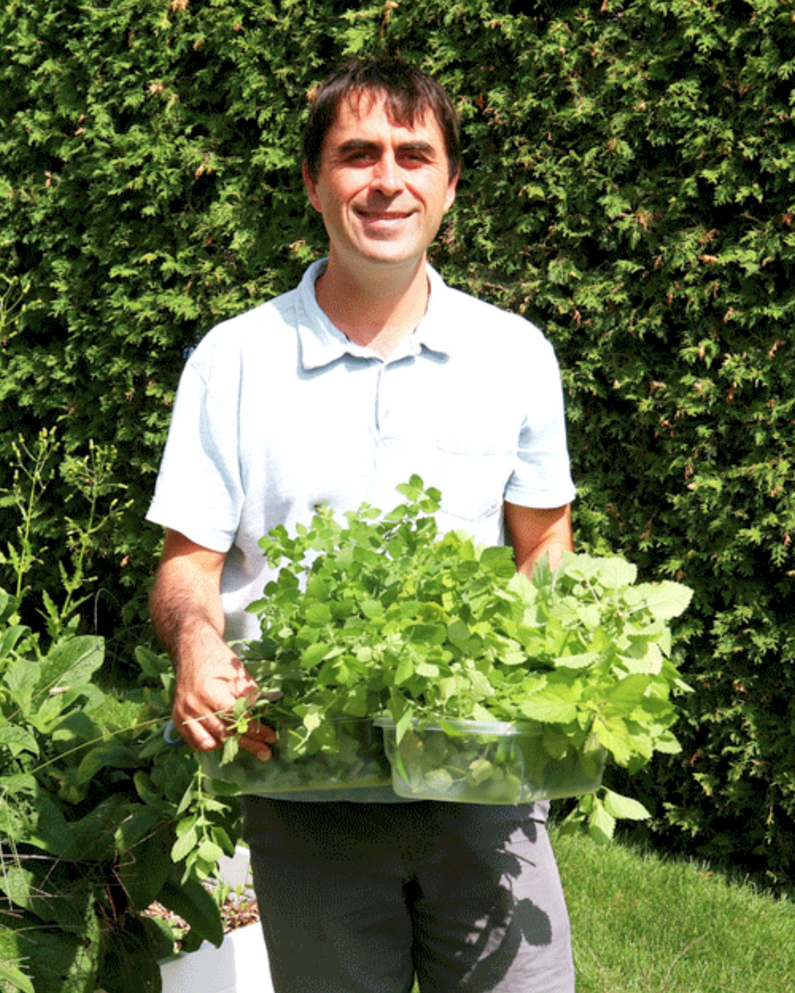 Dale Limoges au jardin, récoltant de la mélisse